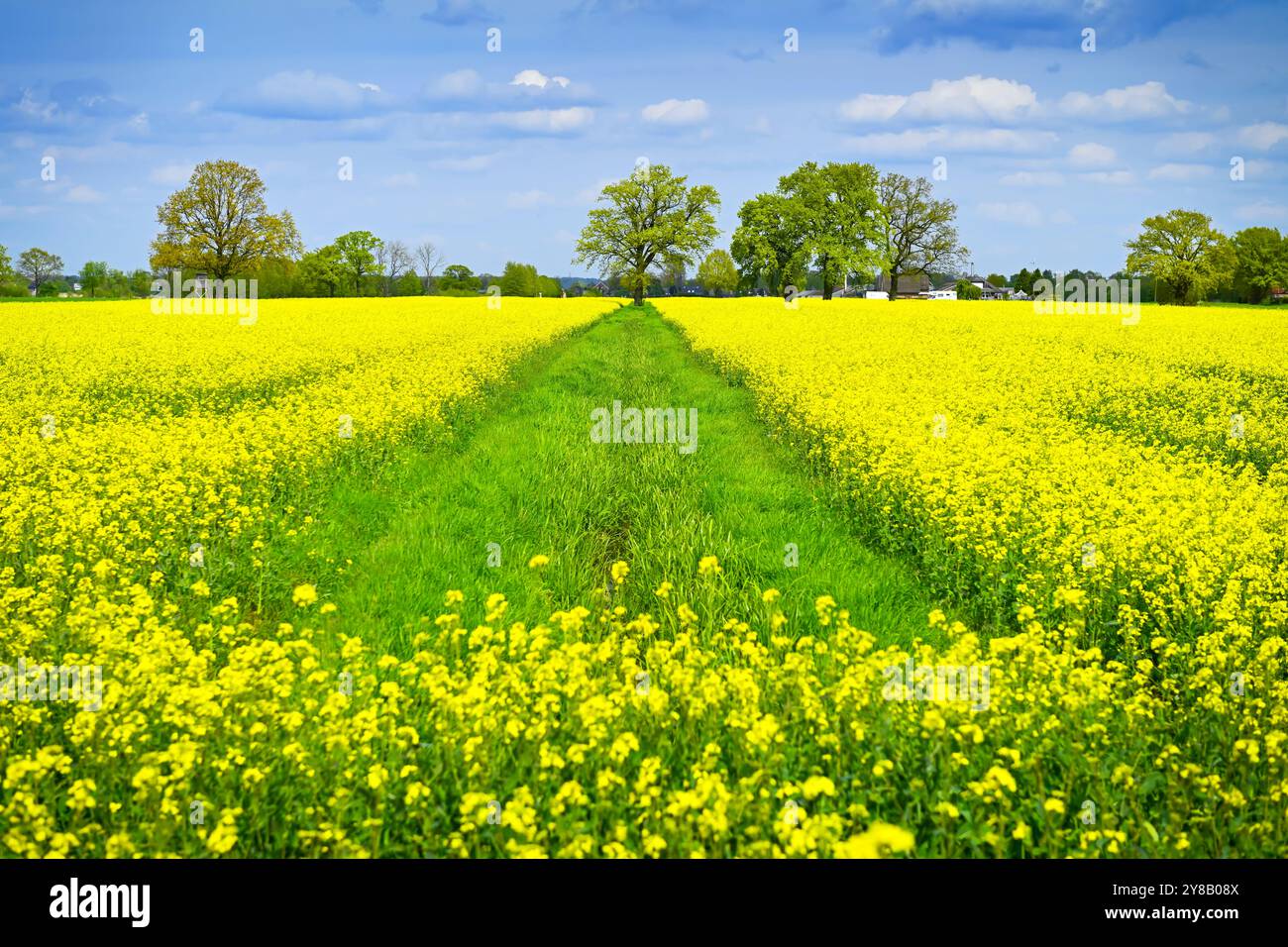 Rapsfelder im Naturschutzgebiet Kirchwerder Wiesen in Hamburg, Rapsfelder im Naturschutzgebiet Kirchwerder Wiesen in Hamburg, Deutschla Stockfoto