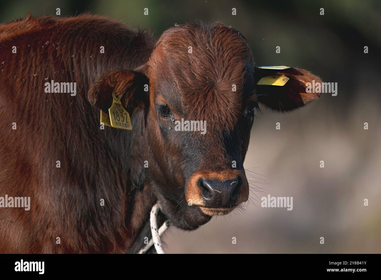 Authentische zyprische Rinderrasse Kalb mit Ohrmarken, die auf einem Feld posieren. Akrotiri Marsh, Zypern Stockfoto