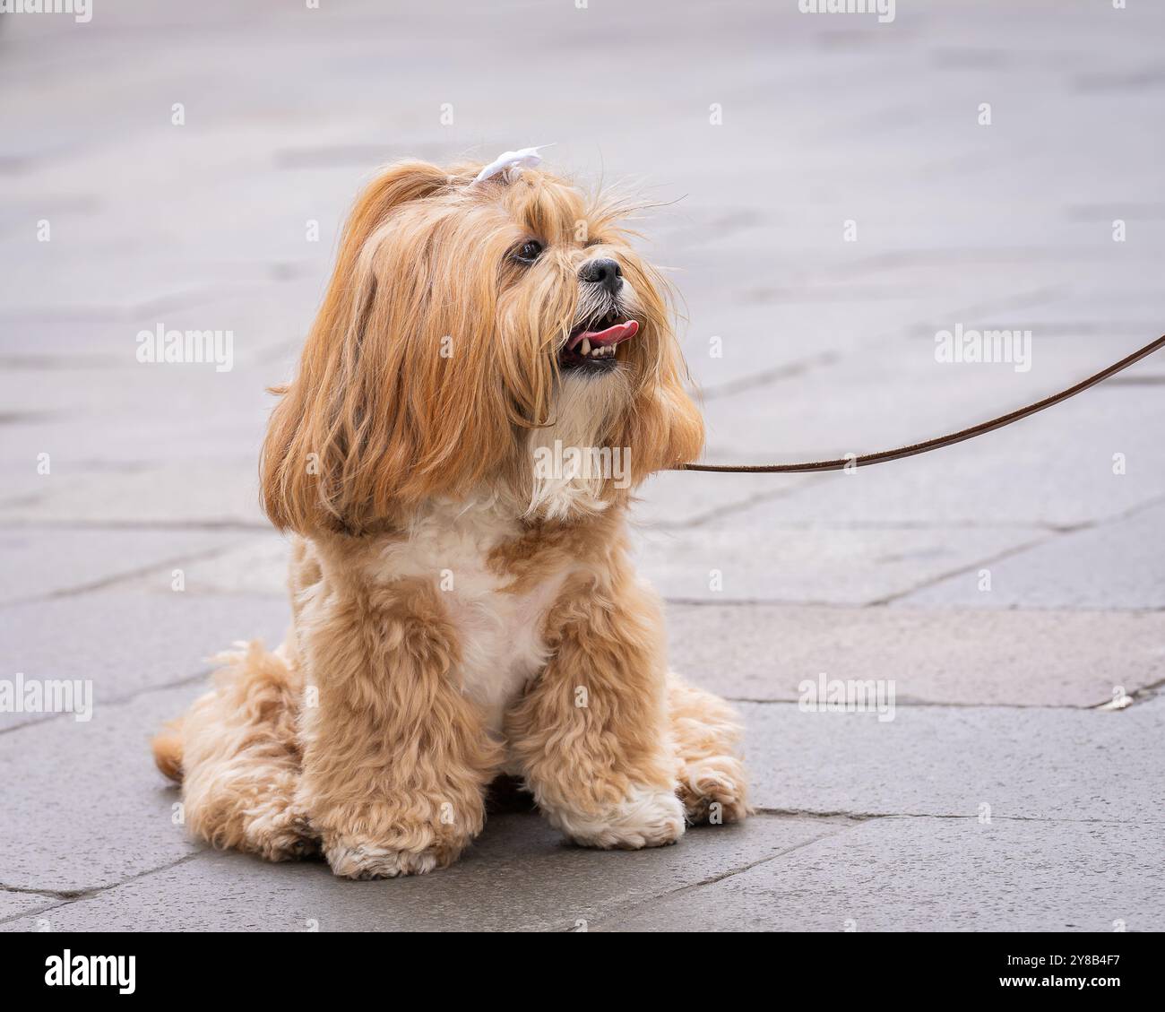Goldener Lhasa Apso-Hund mit langem seidenem Fell auf dem Bürgersteig. Nahaufnahme des langhaarigen Lasa Apso mit weißem Bogen. Stockfoto