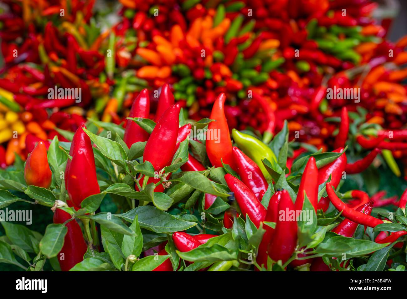 Ein Haufen farbenfroher Chili-Paprika auf dem Markt der Rialto-Brücke in Venedig. Garbe aus bunten Chilischoten. Konzept des Marktes für frische Bio-Lebensmittel. Stockfoto