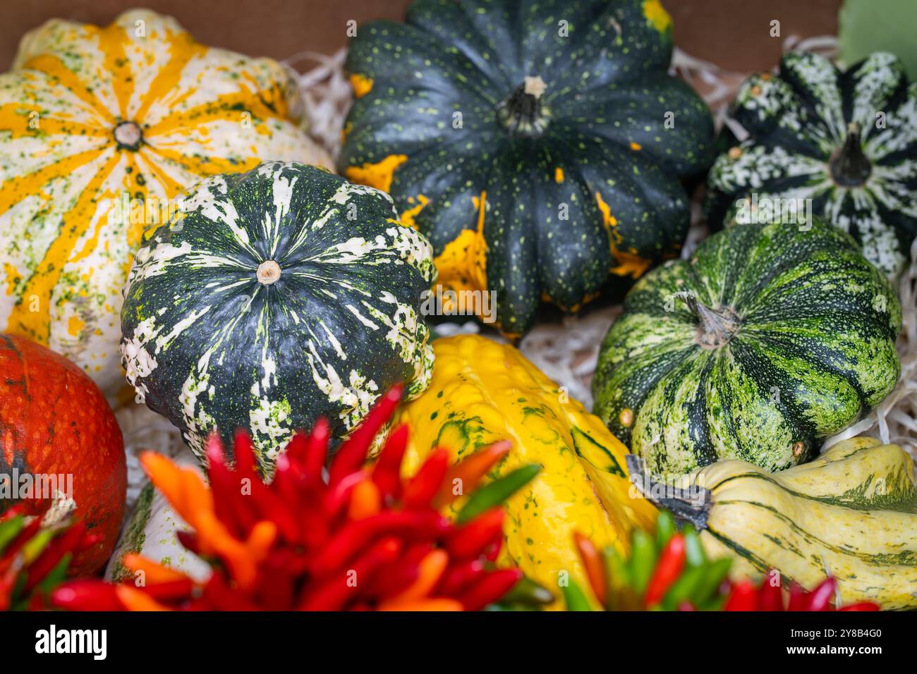 Viele bunte Kürbisse verschiedener Sorten. Gemüse der Saison im Herbst auf dem Rialto-Markt in Venedig. Hintergrundhintergrund für Design. Stockfoto