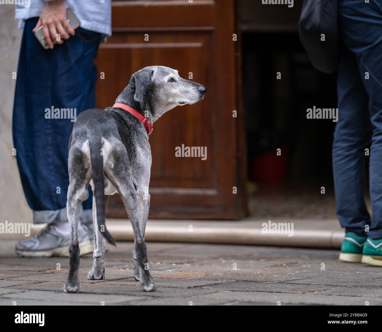 Ein italienischer windhund oder italienischer Windhund in einer öffentlichen Straße. Grauer italienischer windhund-Hund neben der offenen Cafetür, Venedig. Stockfoto