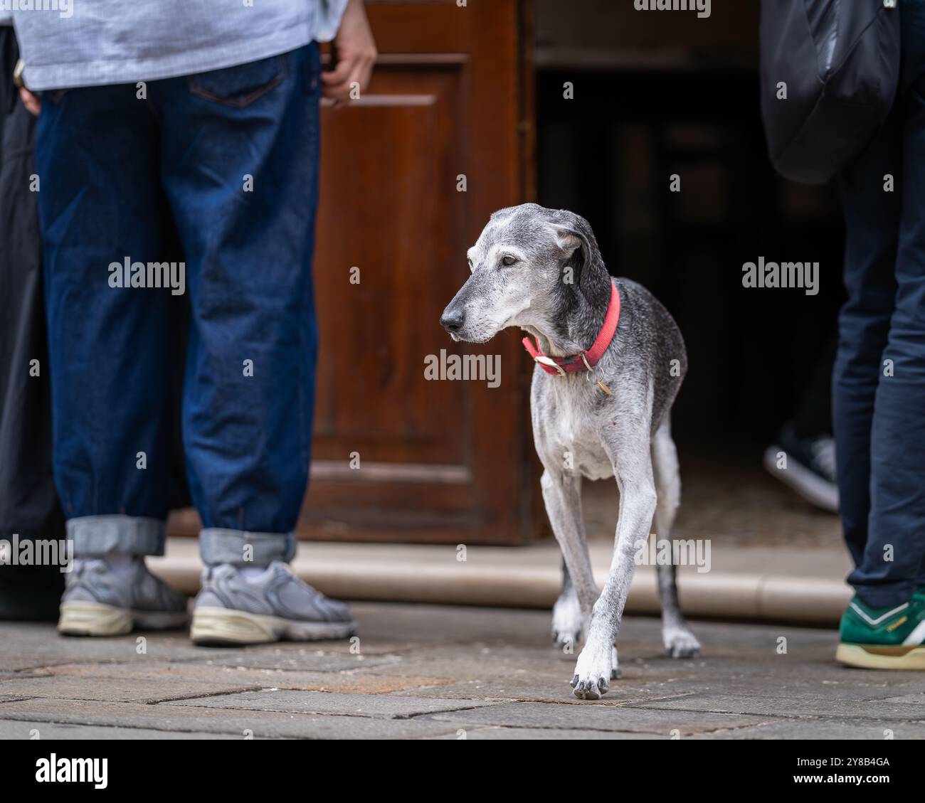 Ein italienischer windhund oder italienischer Windhund in einer öffentlichen Straße. Grauer italienischer windhund-Hund neben der offenen Cafetür, Venedig. Stockfoto
