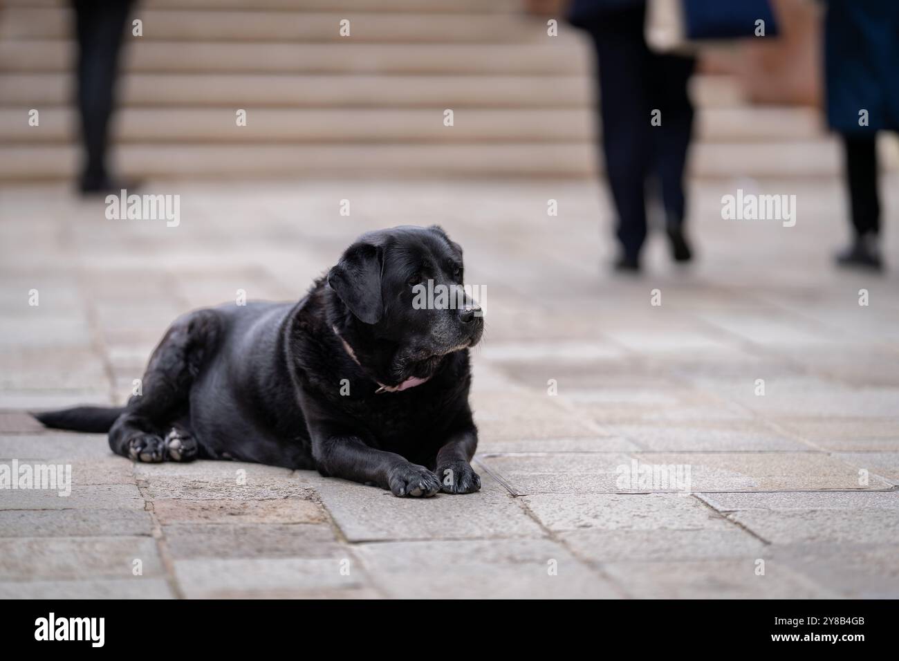 Porträt des schwarzen Labrador Retrievers, der auf dem Gehweg liegt. Black Labrador Retriever oder einfach nur Labrador in der Straße von Venedig. Stockfoto