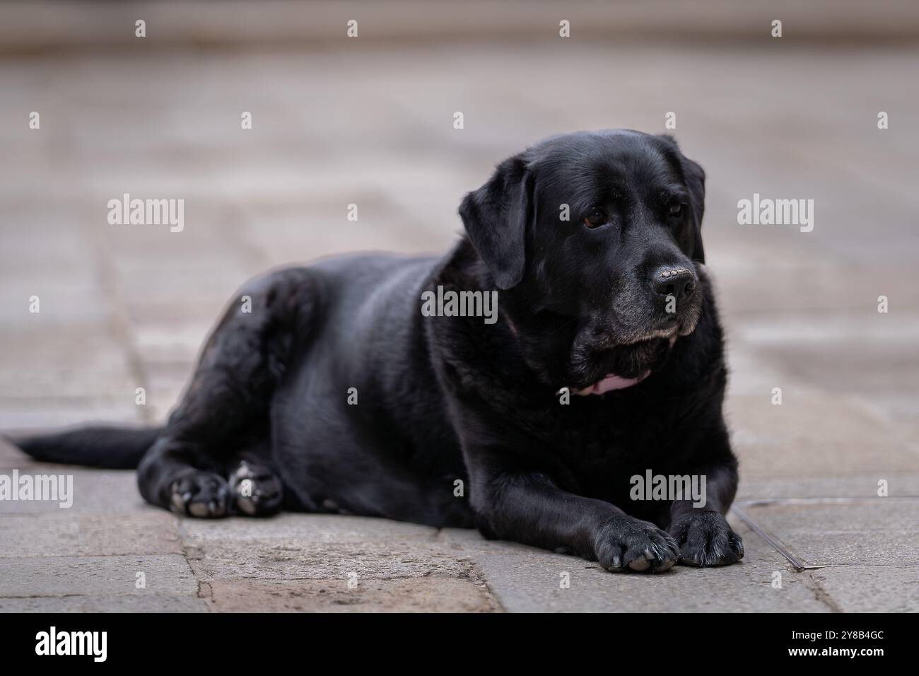 Porträt des schwarzen Labrador Retrievers, der auf dem Gehweg liegt. Black Labrador Retriever oder einfach nur Labrador in der Straße von Venedig. Stockfoto