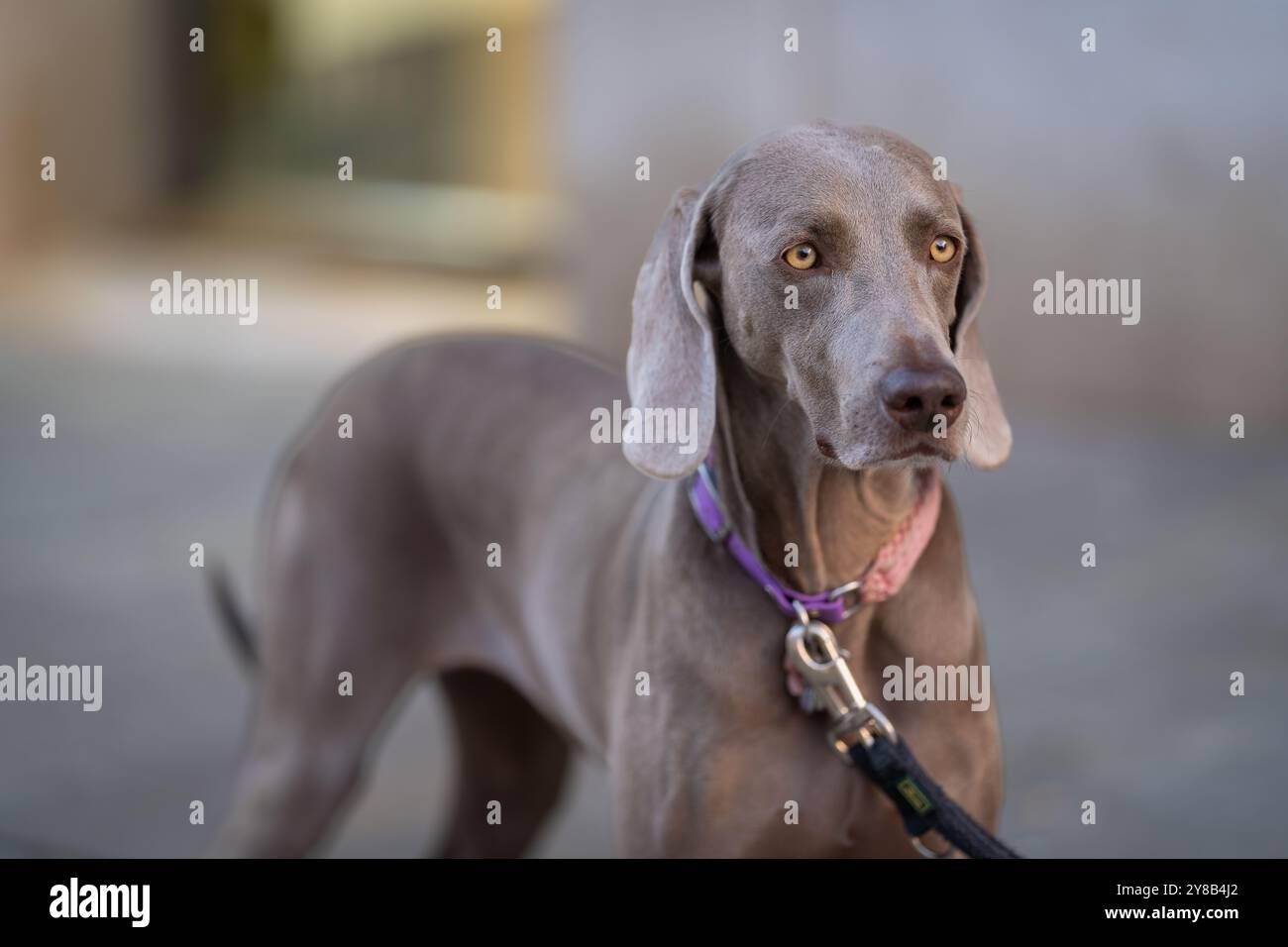 Porträts eines Weimaranerhundes auf einem Straßenhintergrund, Venedig. Kurzhaariges Weimaraner-Porträt. Stockfoto