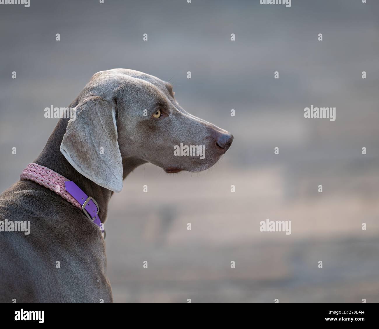 Porträts eines Weimaranerhundes auf einem Straßenhintergrund, Venedig. Kurzhaariges Weimaraner-Porträt. Stockfoto
