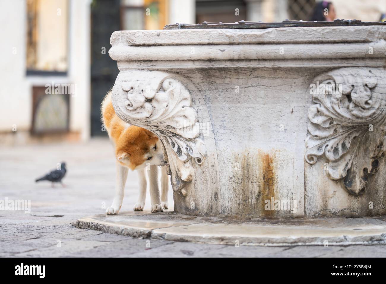 Akita schnüffelt an einem alten Brunnen in Venedig. Nahaufnahme eines alten Marmorbrunnens für Regenwasser, campo Santa Maria Mater Domini, Venedig Stockfoto