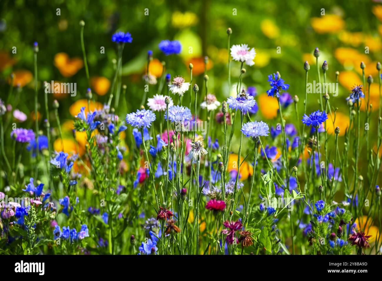 Blühstreifen mit Wildblumen auf einem Feld in den vier- und Marschlanden, Hamburg, Deutschland, Blühstreifen mit Wildblumen auf einem Feld in den vier- und Stockfoto