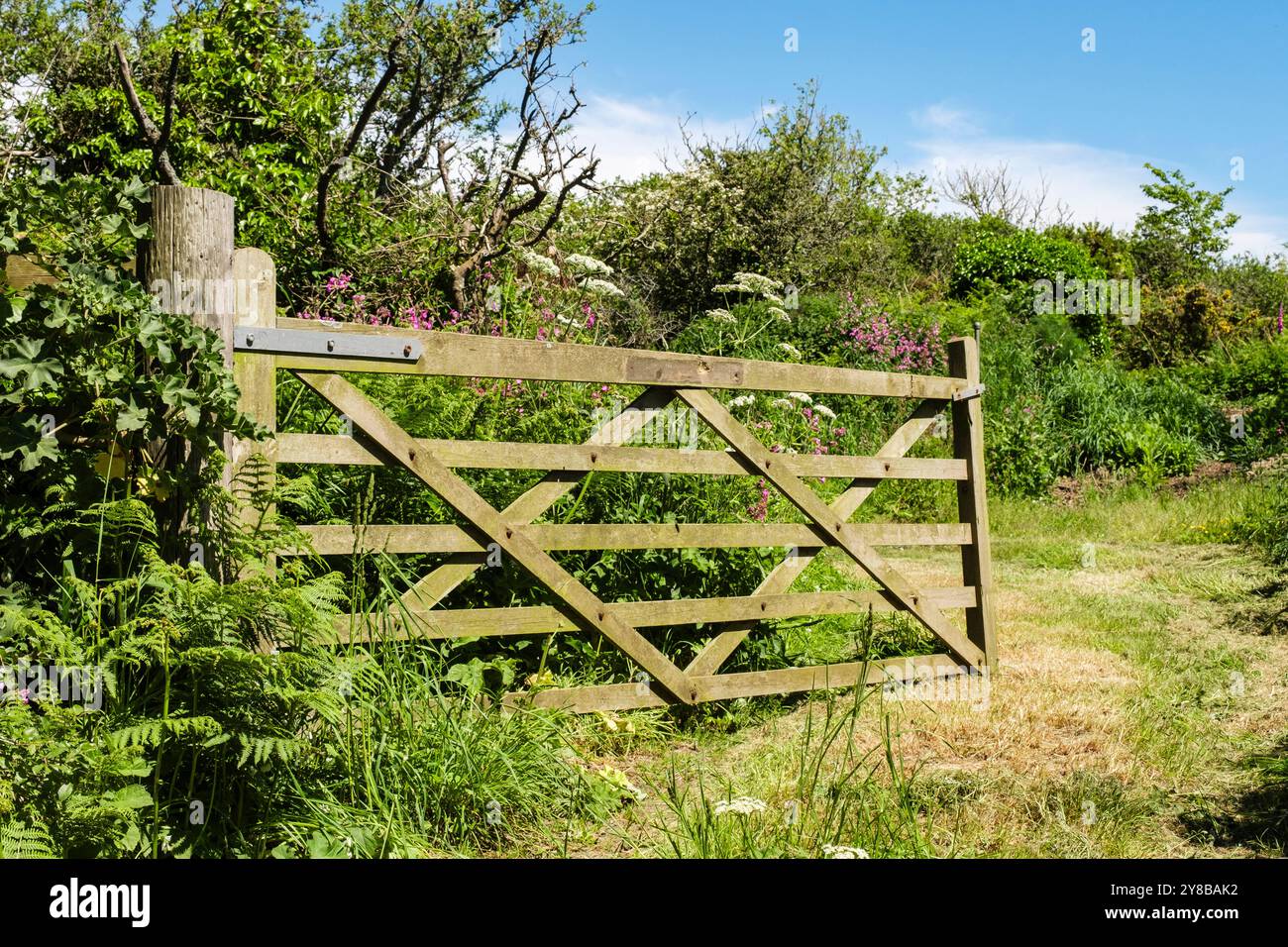 Ein offenes Farmtor mit fünf Barrieren führt in die Landschaft mit Wildblumen im Sommer auf Sark, Guernsey, Kanalinseln, Großbritannien, Europa Stockfoto
