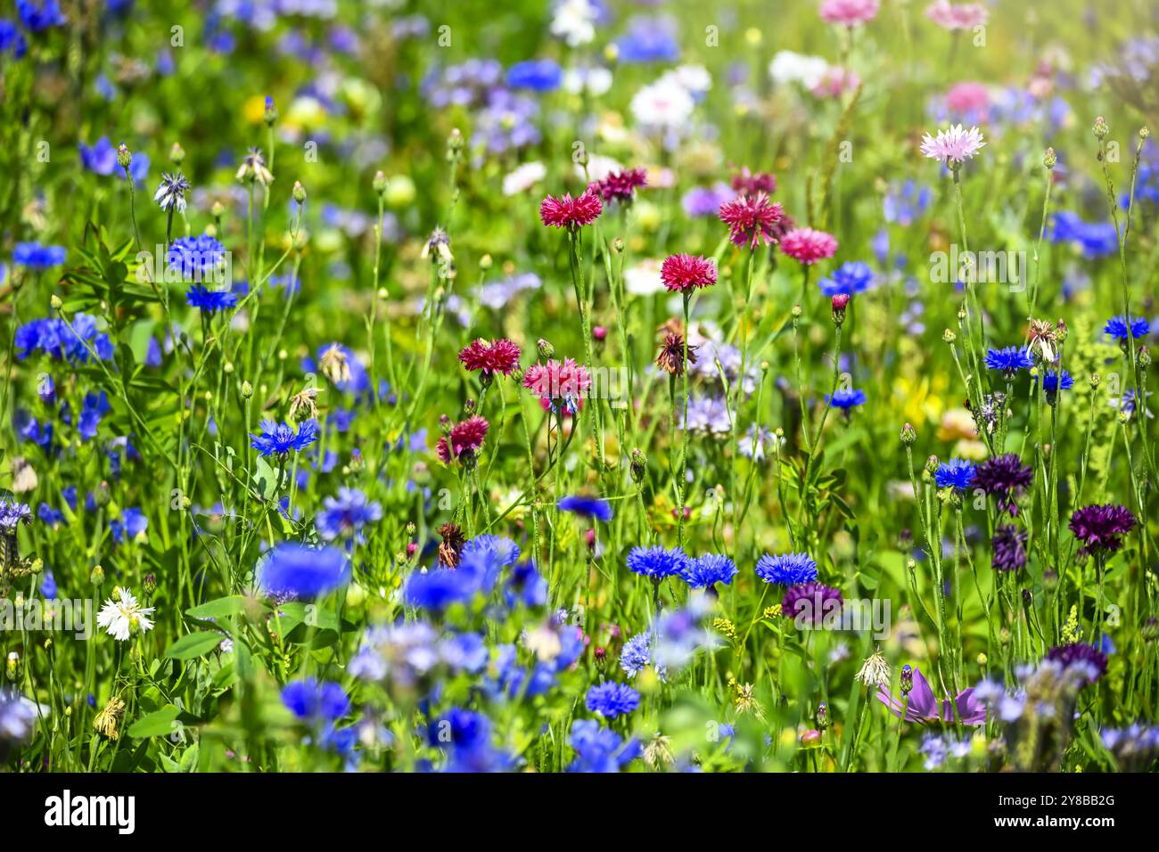 Blühstreifen mit Wildblumen auf einem Feld in den vier- und Marschlanden, Hamburg, Deutschland, Blühstreifen mit Wildblumen auf einem Feld in den vier- und Stockfoto