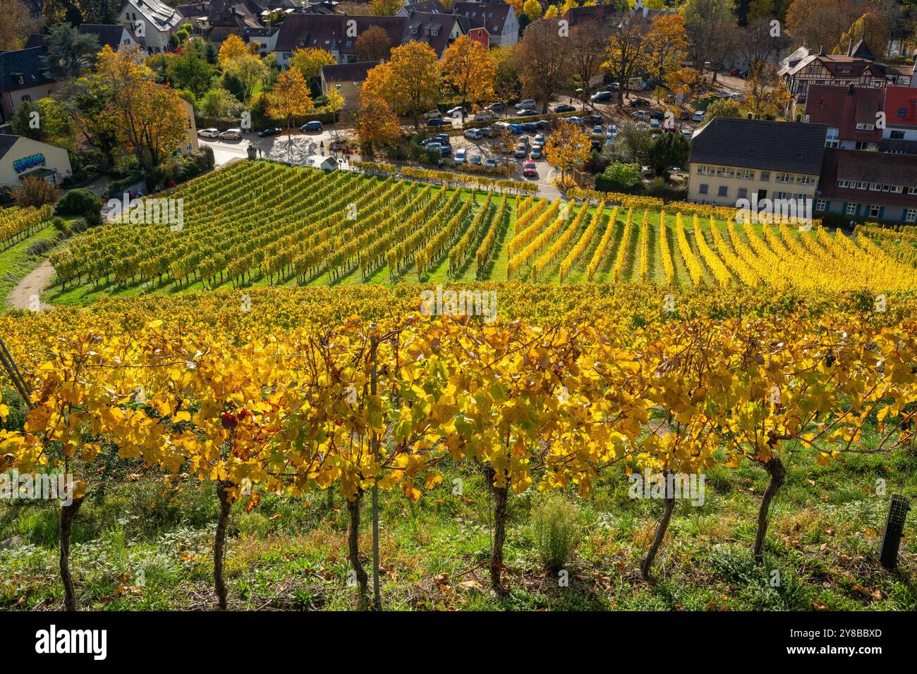 Blick durch die Weinberge hinunter zum kleinen Weindorf Staufen im Breisgau bei Freiburg mit den Weinbergen in wunderschönen Herbstfarben Stockfoto