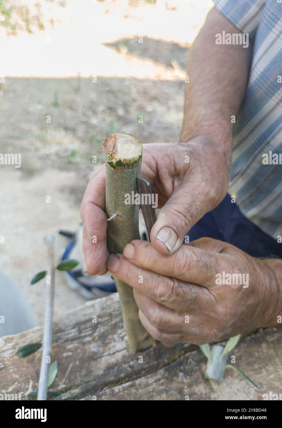 Olivenbaum-Knospen-Transplantation. Arbeiter, der die Wurzelrinde schneidet Stockfoto