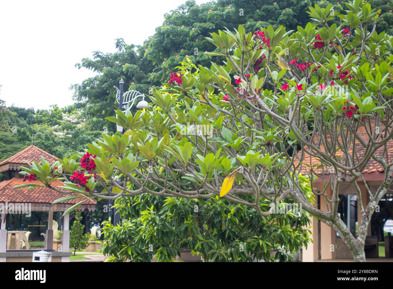 Plumeria Rubra Baum in Taman Pudu Ulu, Park in Kuala Lumpur, Malaysia Stockfoto