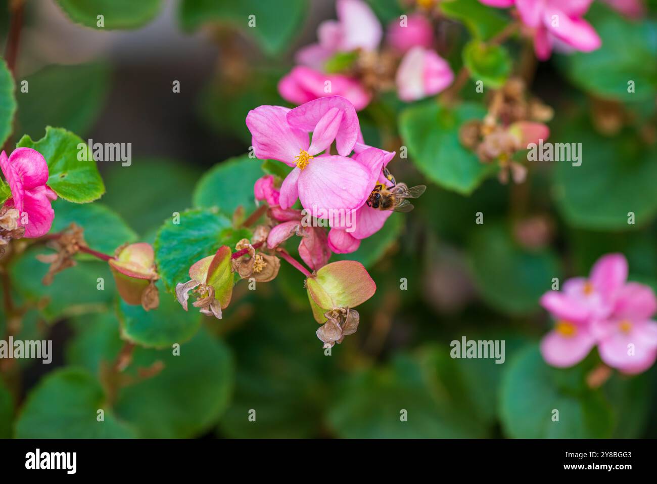 Biene bestäubt rosa Blüte. Nahaufnahme einer Biene, die auf einer rosa Blume sitzt, perfekt für Naturkonzepte. Heller und schöner sonniger Tag in einer üppigen Umgebung Stockfoto