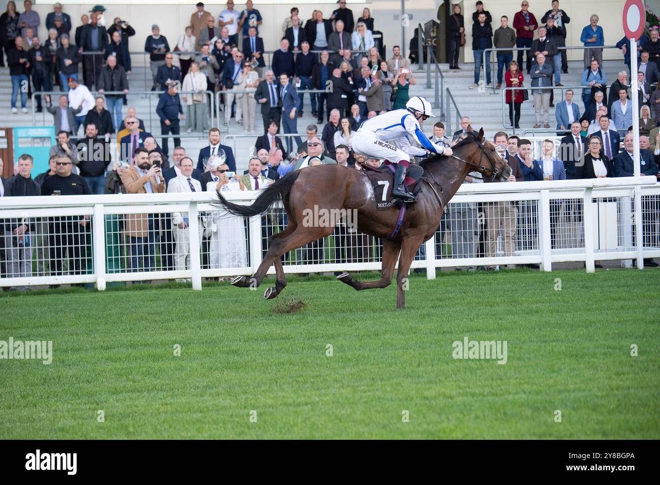 Ascot, Berkshire, Großbritannien. Oktober 2024. MERCIAN WARRIOR, DER von Jack Nicholls geritten wurde, gewinnt die Molton Brown Amateur Jockeys’ Handicap Stakes (Klasse 4) (für männliche Amateur Riders) beim BetMGM Autumn Friday Raceday auf der Ascot Racecourse in Berkshire. Besitzer der Buckingham Partnership II, Trainer Eve Johnson Houghton, Blewbury, Züchter Conor McCormack, Sponsor ABM Catering Limited. Quelle: Maureen McLean/Alamy Live News Stockfoto