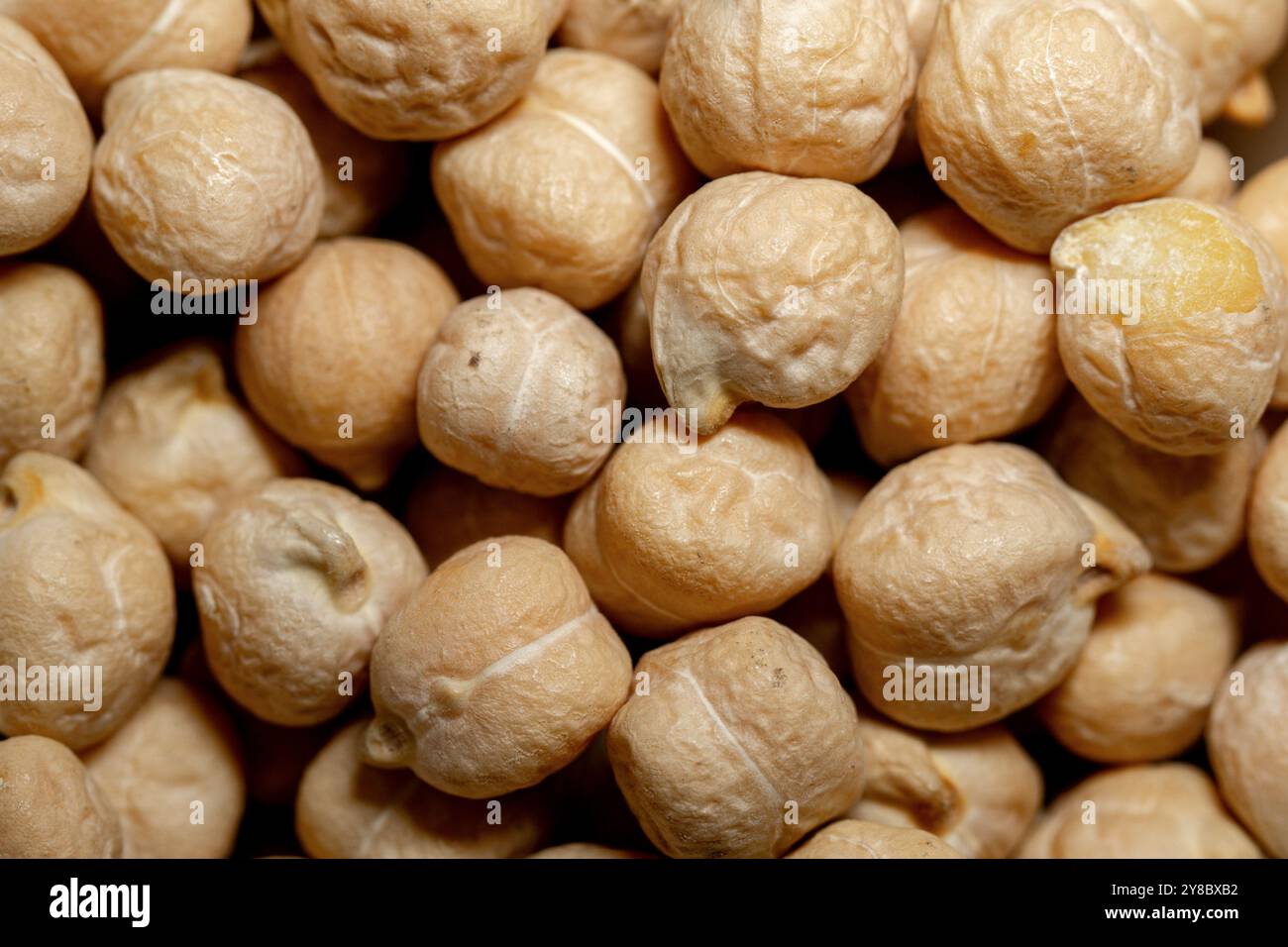 Kichererbsenkörner, ägyptische Erbsen. Bengalgramm Nahaufnahme, Textur, Makro. Stockfoto