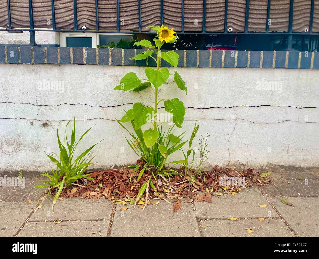 Eine Sonnenblume, die durch die Pflastersteine im muswell-Hügel im Norden londons, england, wächst Stockfoto