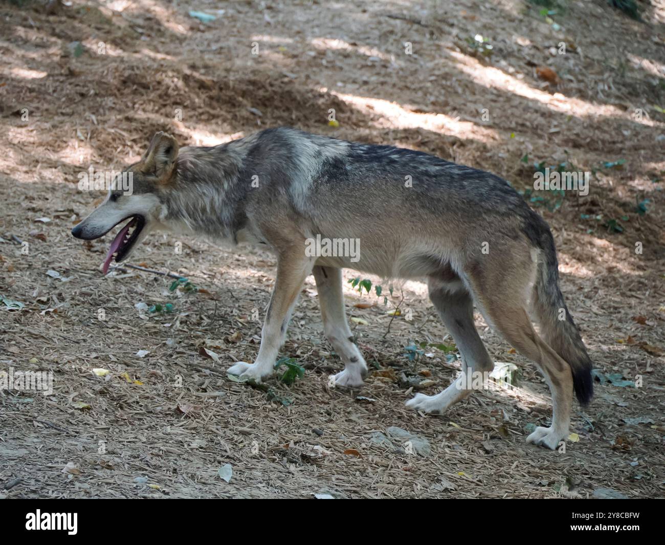 Ein mexikanischer Grauwolf, der dich ansieht Stockfoto