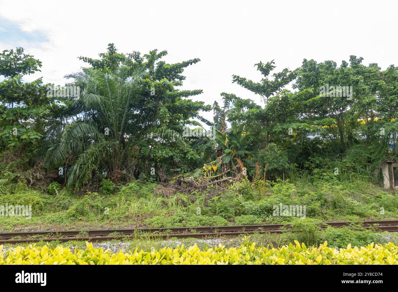 Eisenbahn zwischen Klang und KL, Vegetation, tropische Bäume, Malaysia Stockfoto