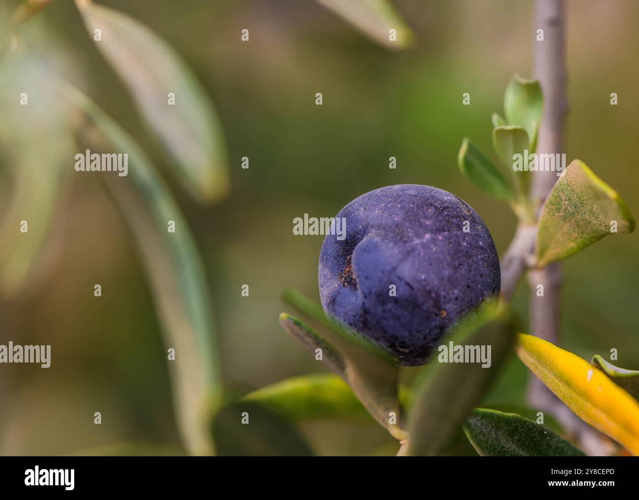 Dunkle Oliven auf dem Zweig eines Olivenbaums Stockfoto