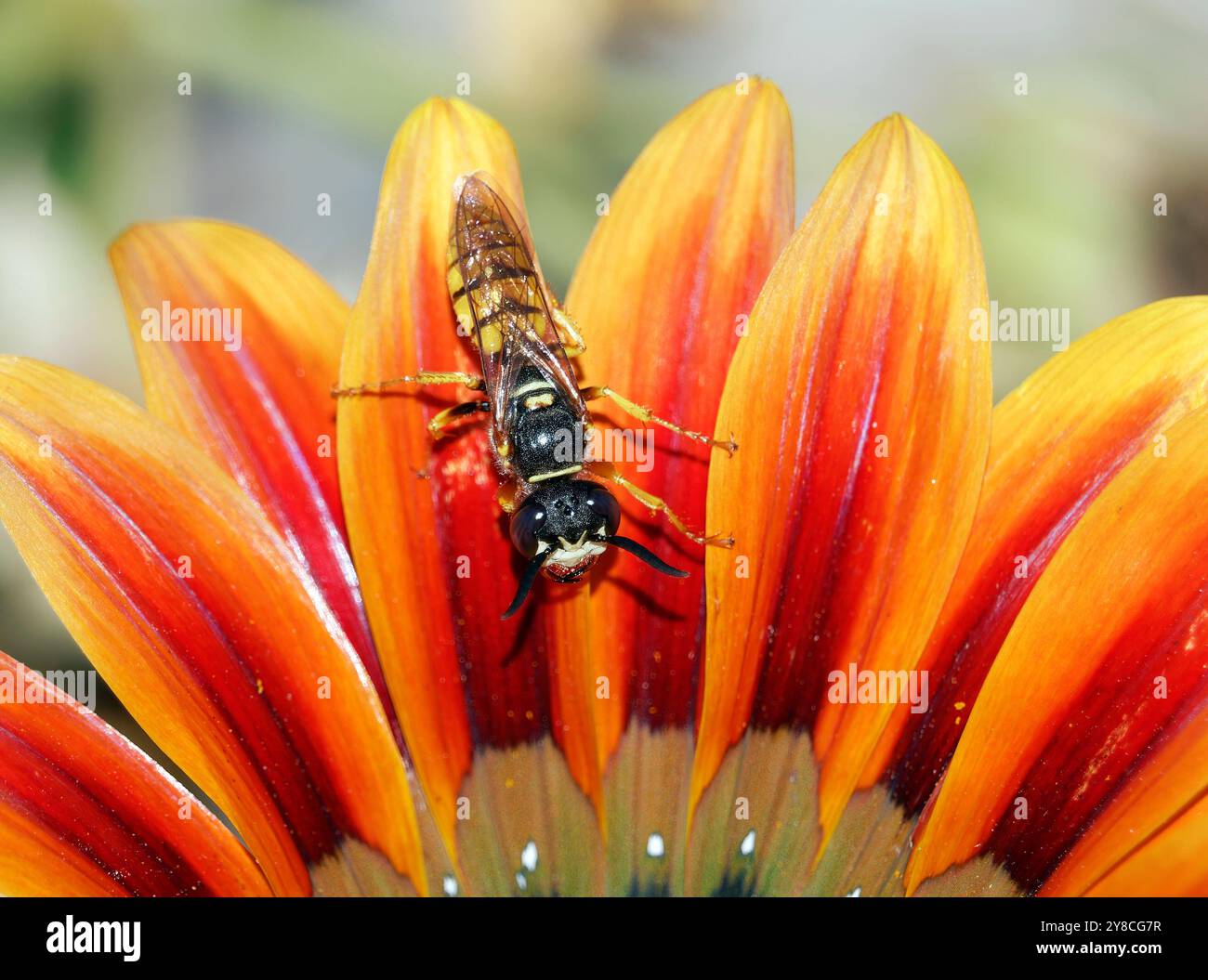 Europäischer Bienenwolf, Bienenwespe, Bienenwolf, Philanthus triangulum, méhfarkas, Ungarn, Magyarország, Europa Stockfoto