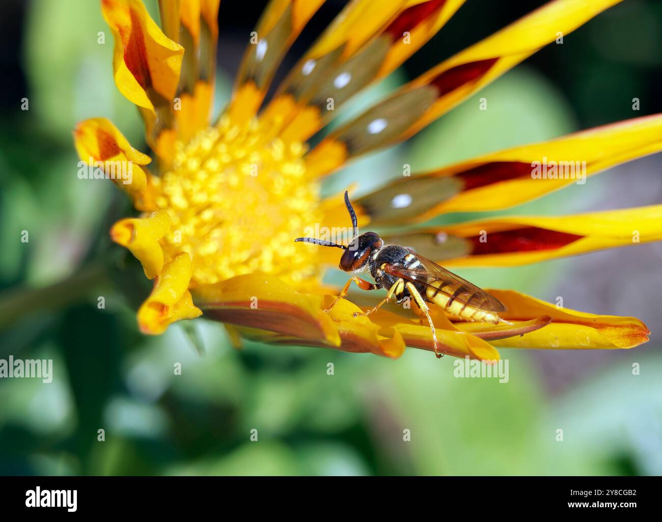 Europäischer Bienenwolf, Bienenwespe, Bienenwolf, Philanthus triangulum, méhfarkas, Ungarn, Magyarország, Europa Stockfoto