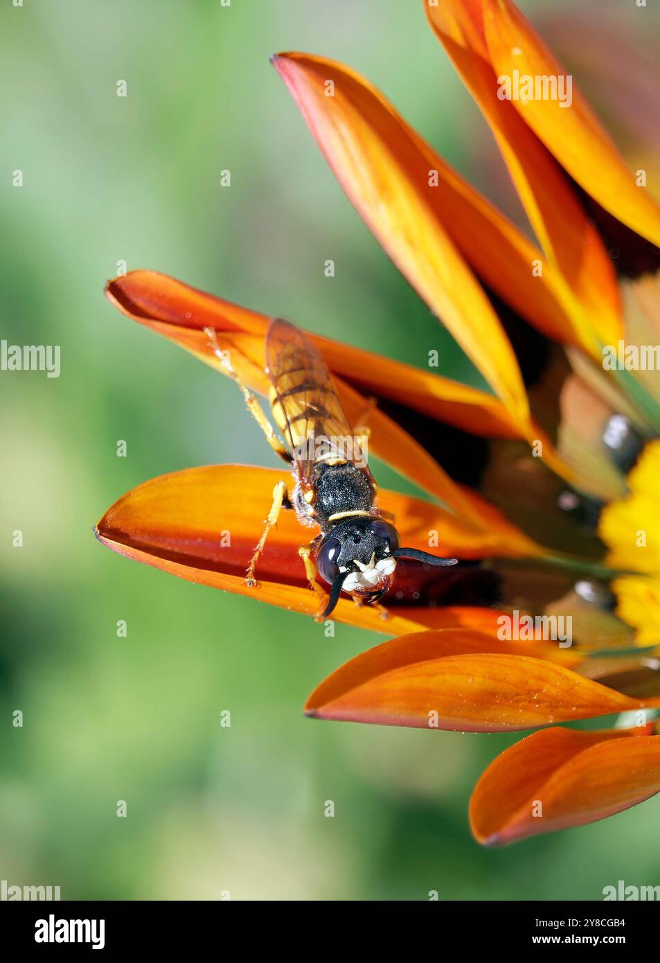 Europäischer Bienenwolf, Bienenwespe, Bienenwolf, Philanthus triangulum, méhfarkas, Ungarn, Magyarország, Europa Stockfoto