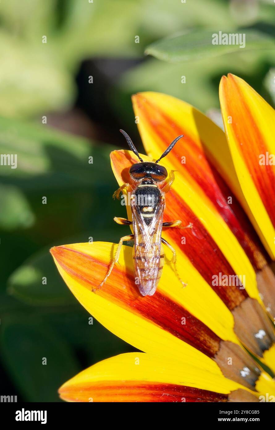 Europäischer Bienenwolf, Bienenwespe, Bienenwolf, Philanthus triangulum, méhfarkas, Ungarn, Magyarország, Europa Stockfoto