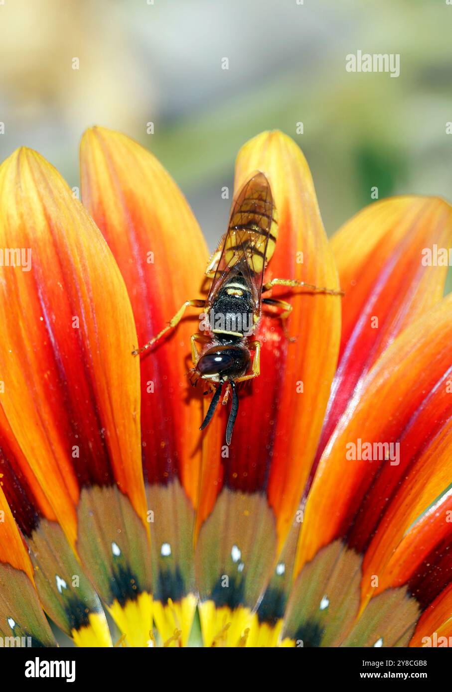 Europäischer Bienenwolf, Bienenwespe, Bienenwolf, Philanthus triangulum, méhfarkas, Ungarn, Magyarország, Europa Stockfoto