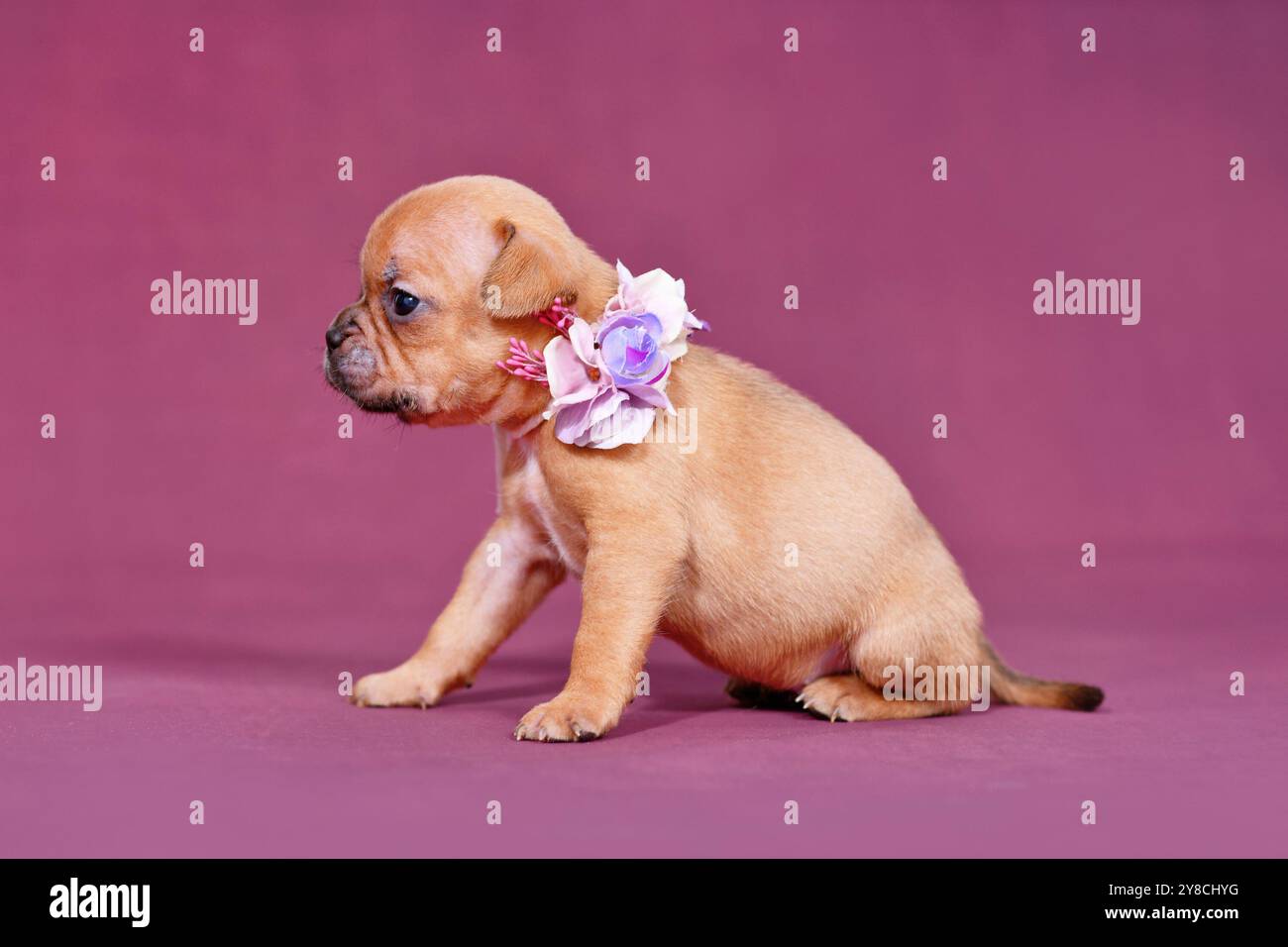 Niedlicher vier Wochen junger französischer Bulldog-Welpe mit gesunder langer Nase und Schwanz und Blumenkragen, der auf lila Hintergrund sitzt Stockfoto
