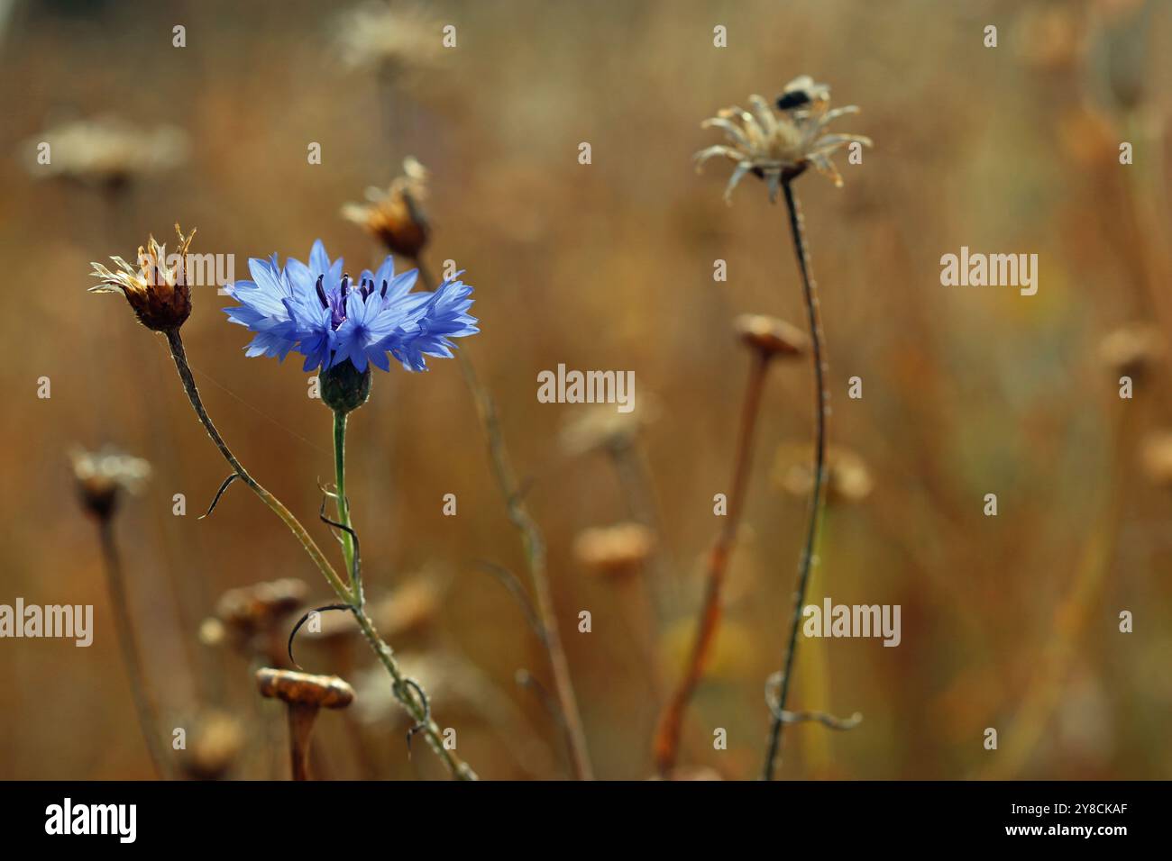 Seedeo® Kornblume Blau Samen – Ca. 200 Samen, Centaurea Cyanus, Mit Pflanzanleitung