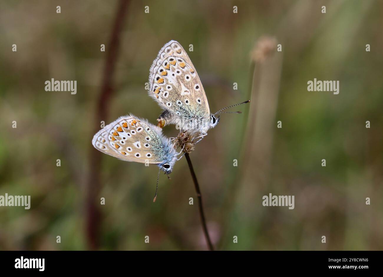 Gewöhnliches Paarungspaar mit blauem Schmetterling – Polyommatus icarus Stockfoto