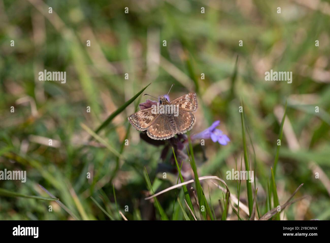 Dingy Skipper Butterfly männlich - Erynnis Tags Stockfoto