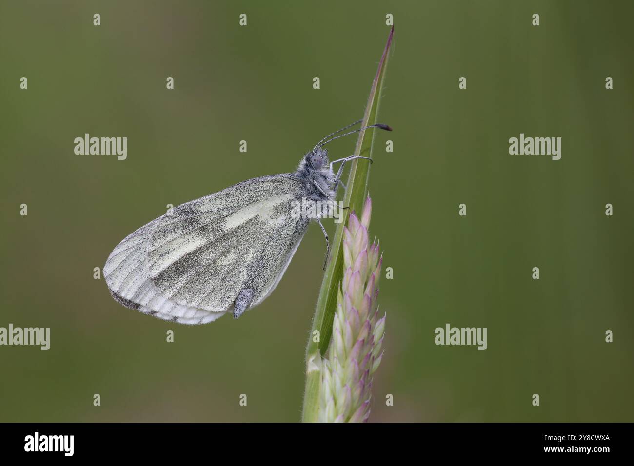 Cryptic Wood White Butterfly – Leptidea juvernica Stockfoto