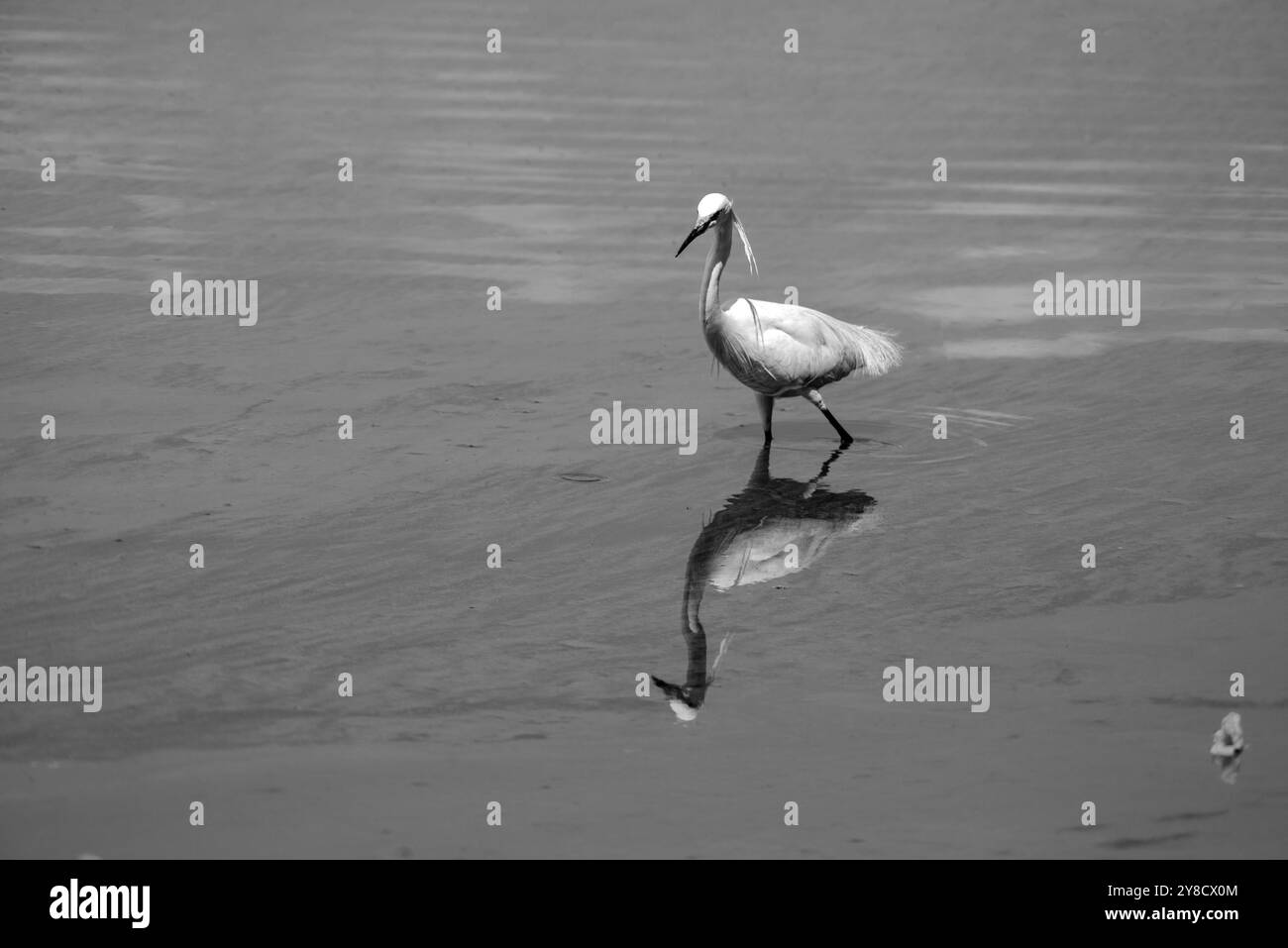 LITTLE EGRET (Egretta garzetta) im Serenada Eco Resort,- Uganda Stockfoto