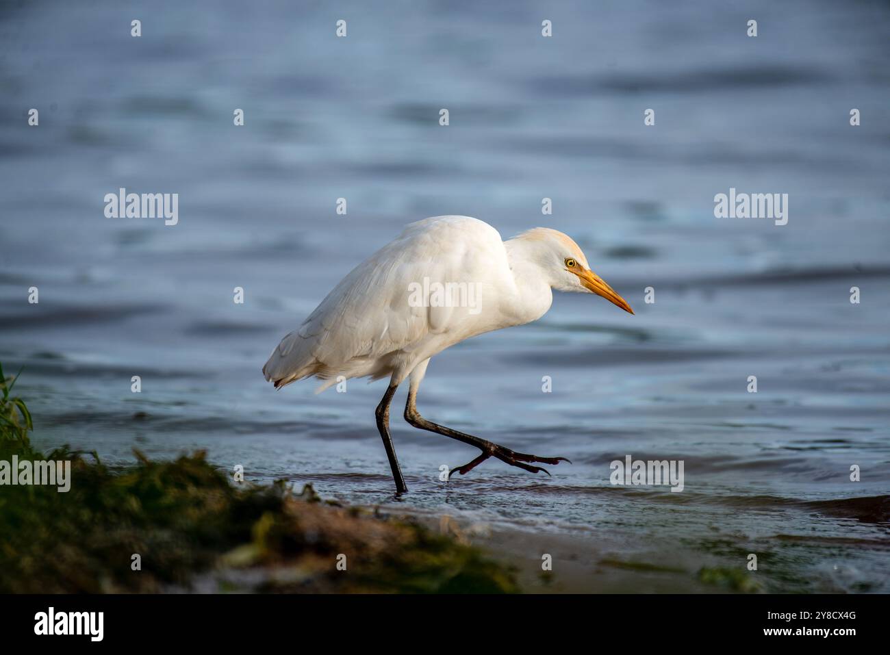 RINDERREIHER ( Bubulcus ibis) - Lake Victoria Uganda Stockfoto