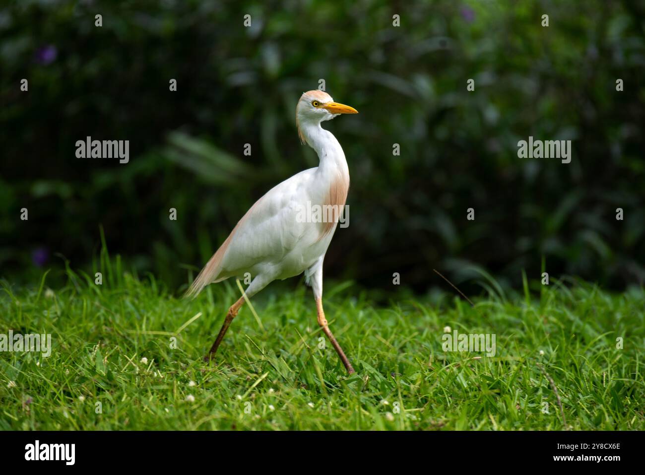 RINDERREIHER ( Bubulcus ibis) - Lake Victoria Uganda Stockfoto