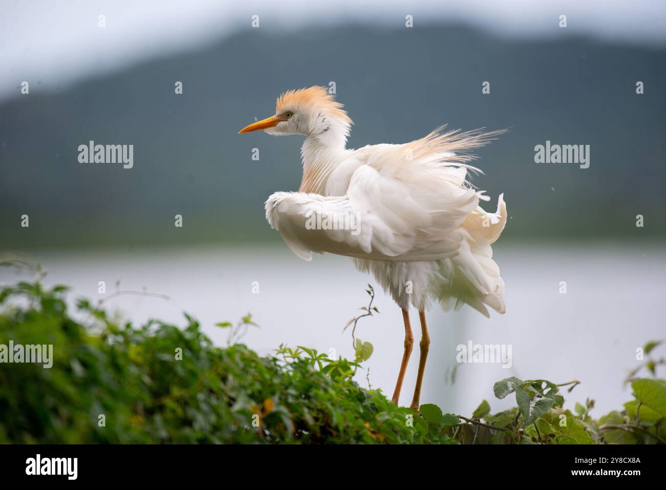 RINDERREIHER ( Bubulcus ibis) - Lake Victoria Uganda Stockfoto