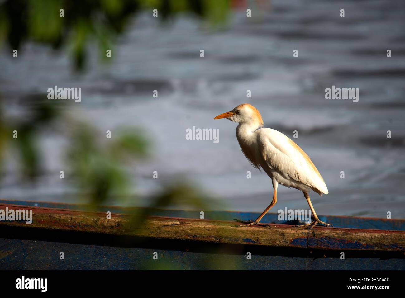 RINDERREIHER ( Bubulcus ibis) - Lake Victoria Uganda Stockfoto
