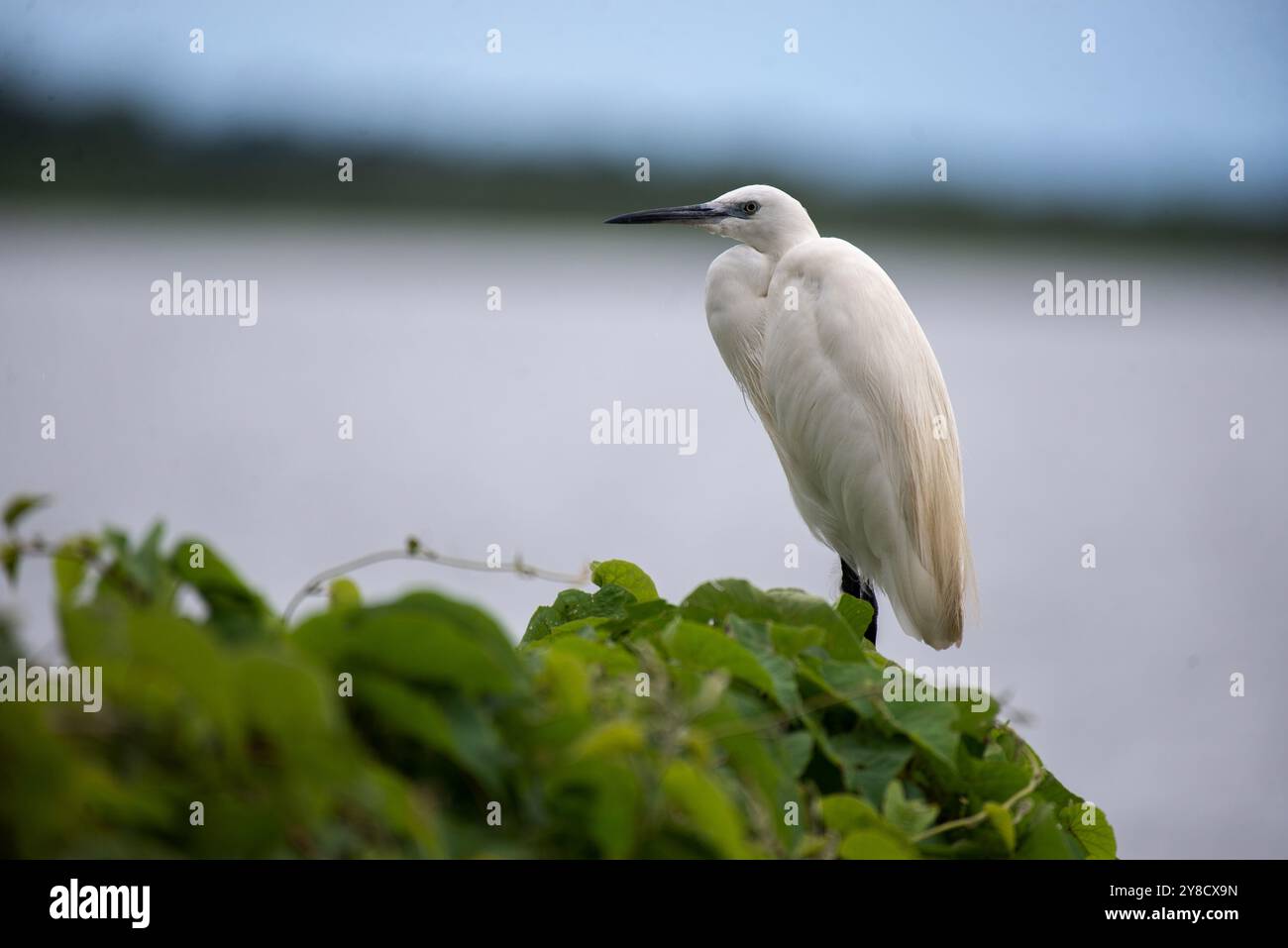 RINDERREIHER ( Bubulcus ibis) - Lake Victoria Uganda Stockfoto