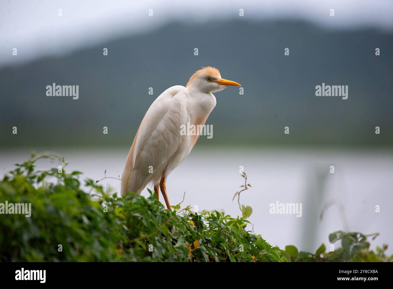 RINDERREIHER ( Bubulcus ibis) - Lake Victoria Uganda Stockfoto