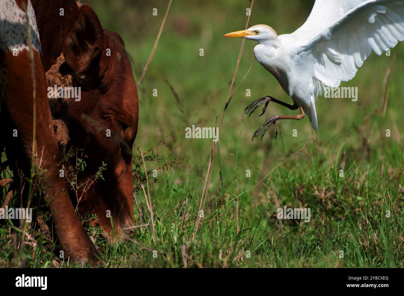 RINDERREIHER ( Bubulcus ibis) mit Kühen - Lake Victoria Uganda Stockfoto