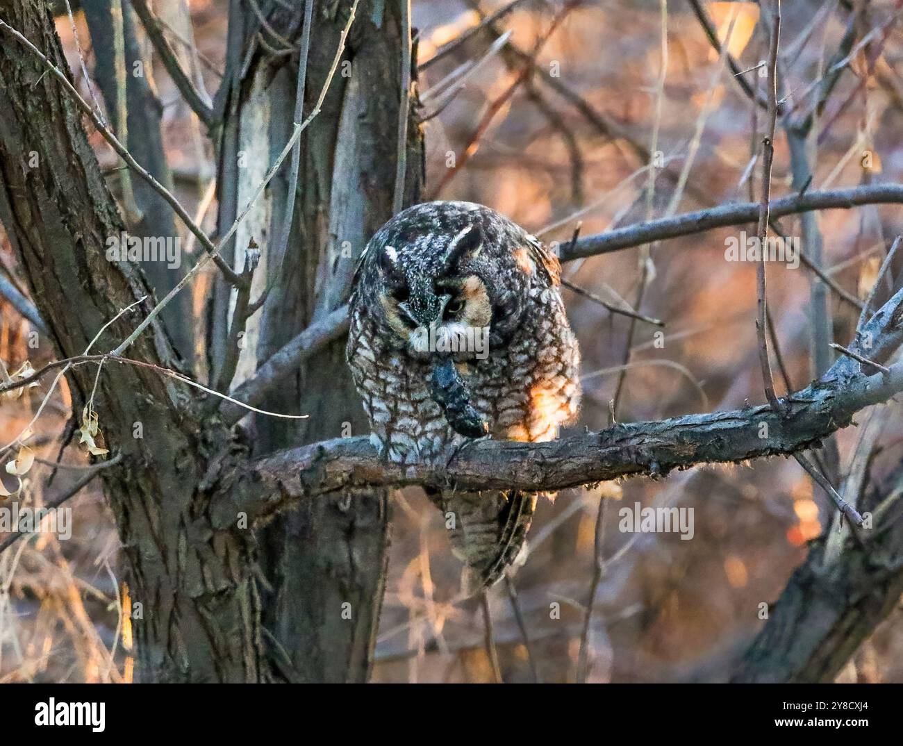Eine Langhaareule, die ein Pellett in der Nähe des Sonnenuntergangs aufstößt. Ein Pellet besteht aus unverdaulichem Material wie Knochen, Klauen, Fell oder Federn. Stockfoto
