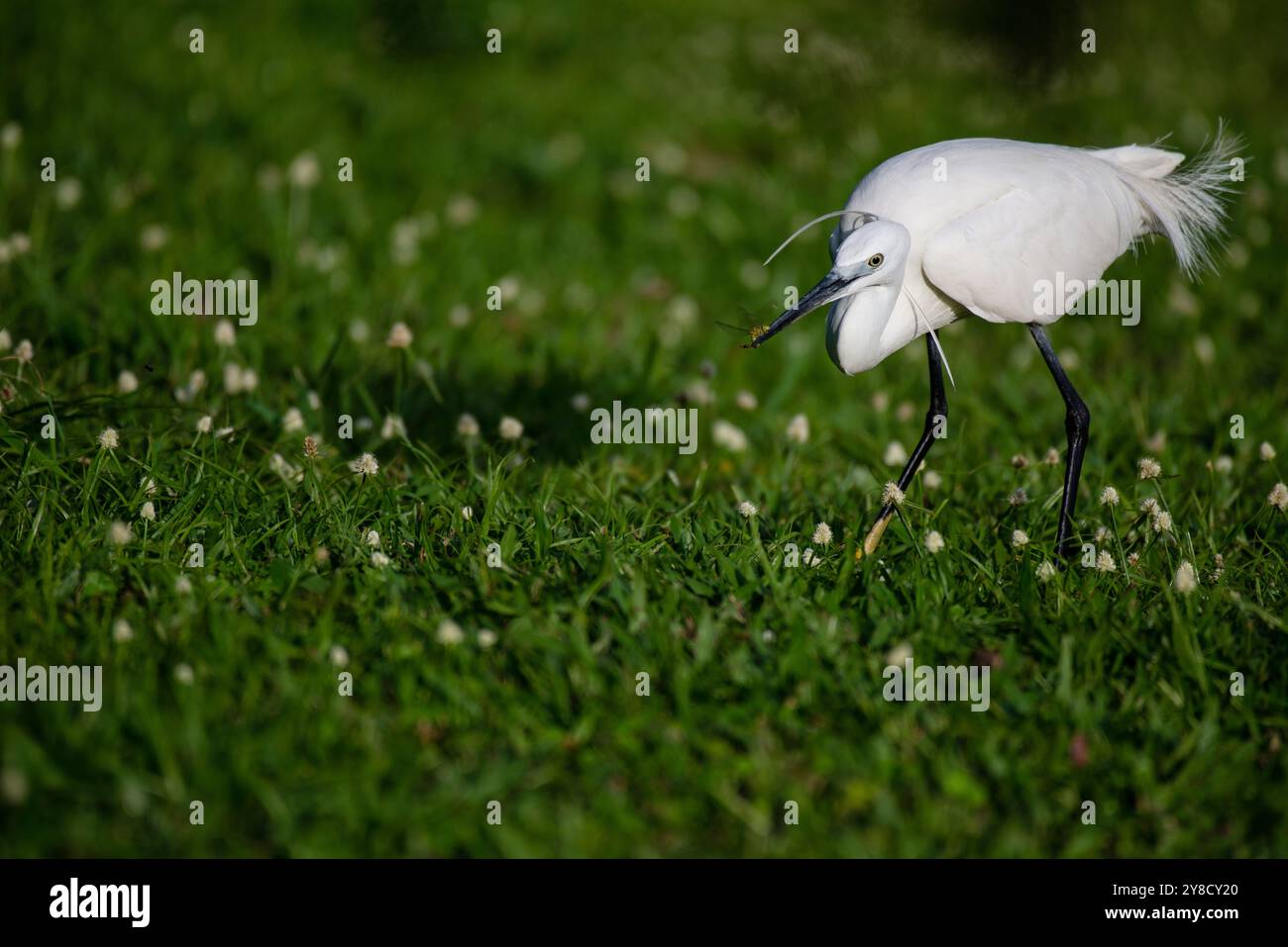 LITTLE EGRET (Egretta garzetta) im Serenada Eco Resort,- Uganda Stockfoto
