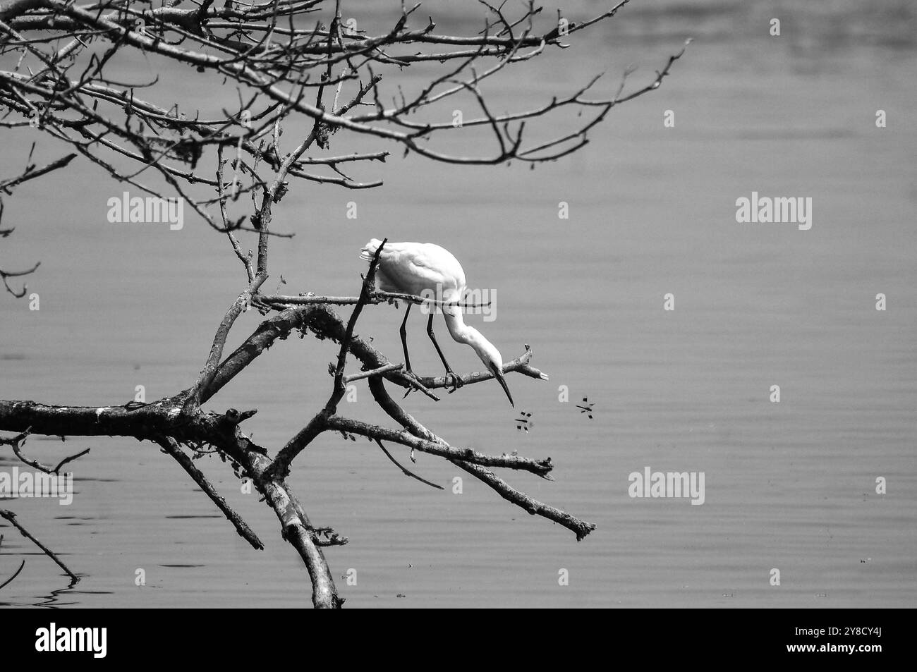 LITTLE EGRET (Egretta garzetta) im Serenada Eco Resort,- Uganda Stockfoto