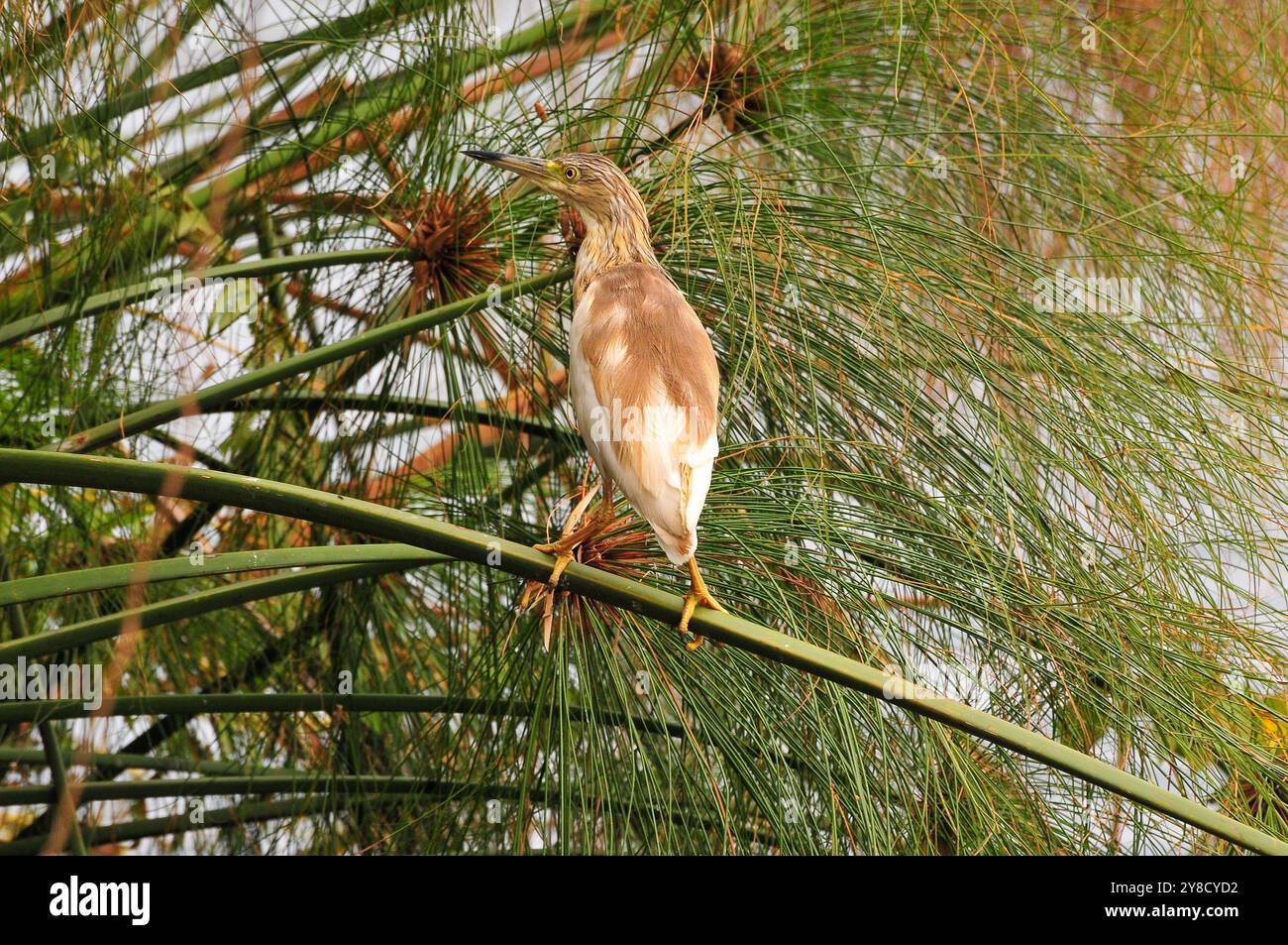 SQUACOO HERON (Ardeola ralloides), Lake Victoria Stockfoto