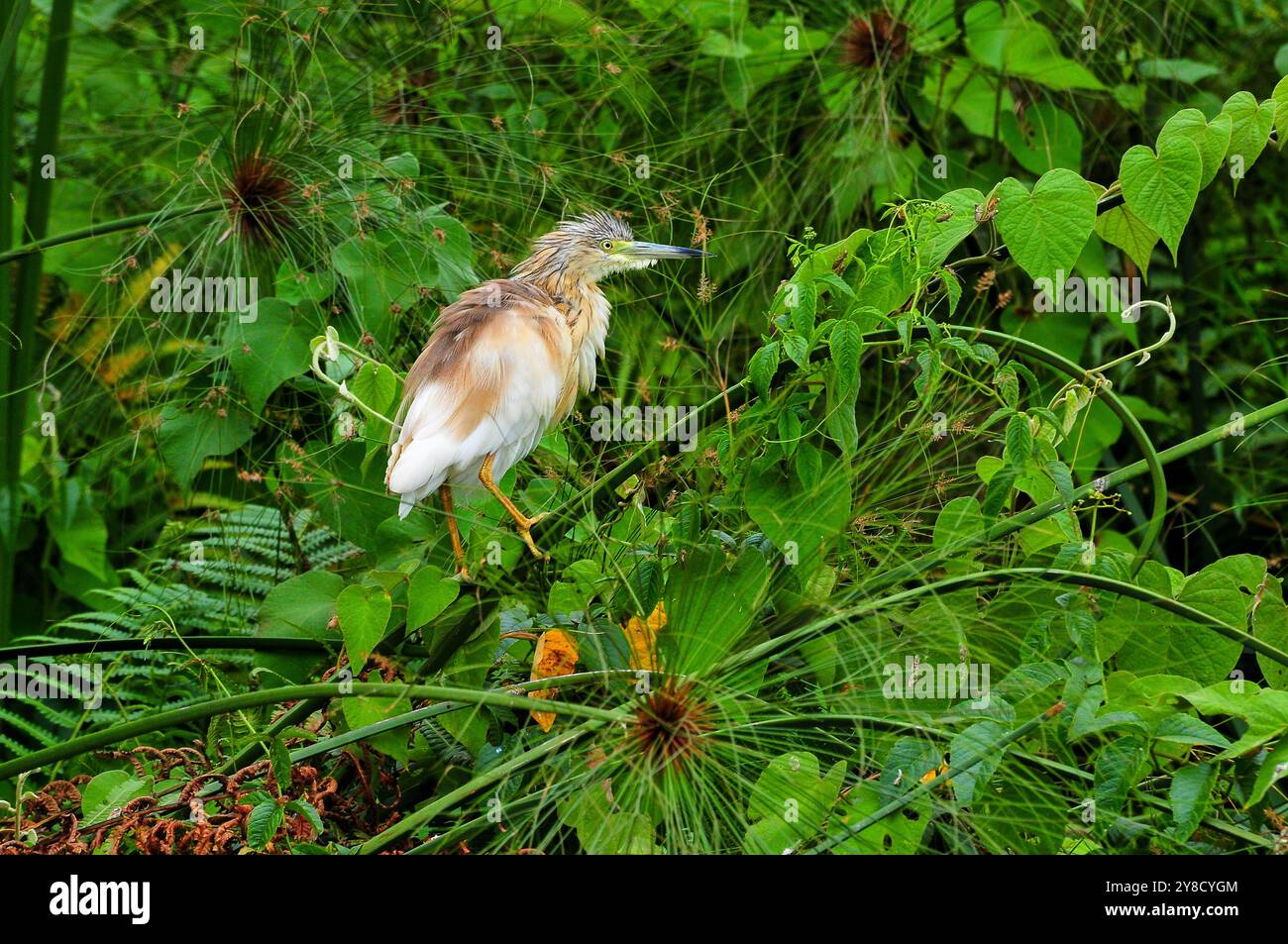 SQUACOO HERON (Ardeola ralloides), Lake Victoria Stockfoto