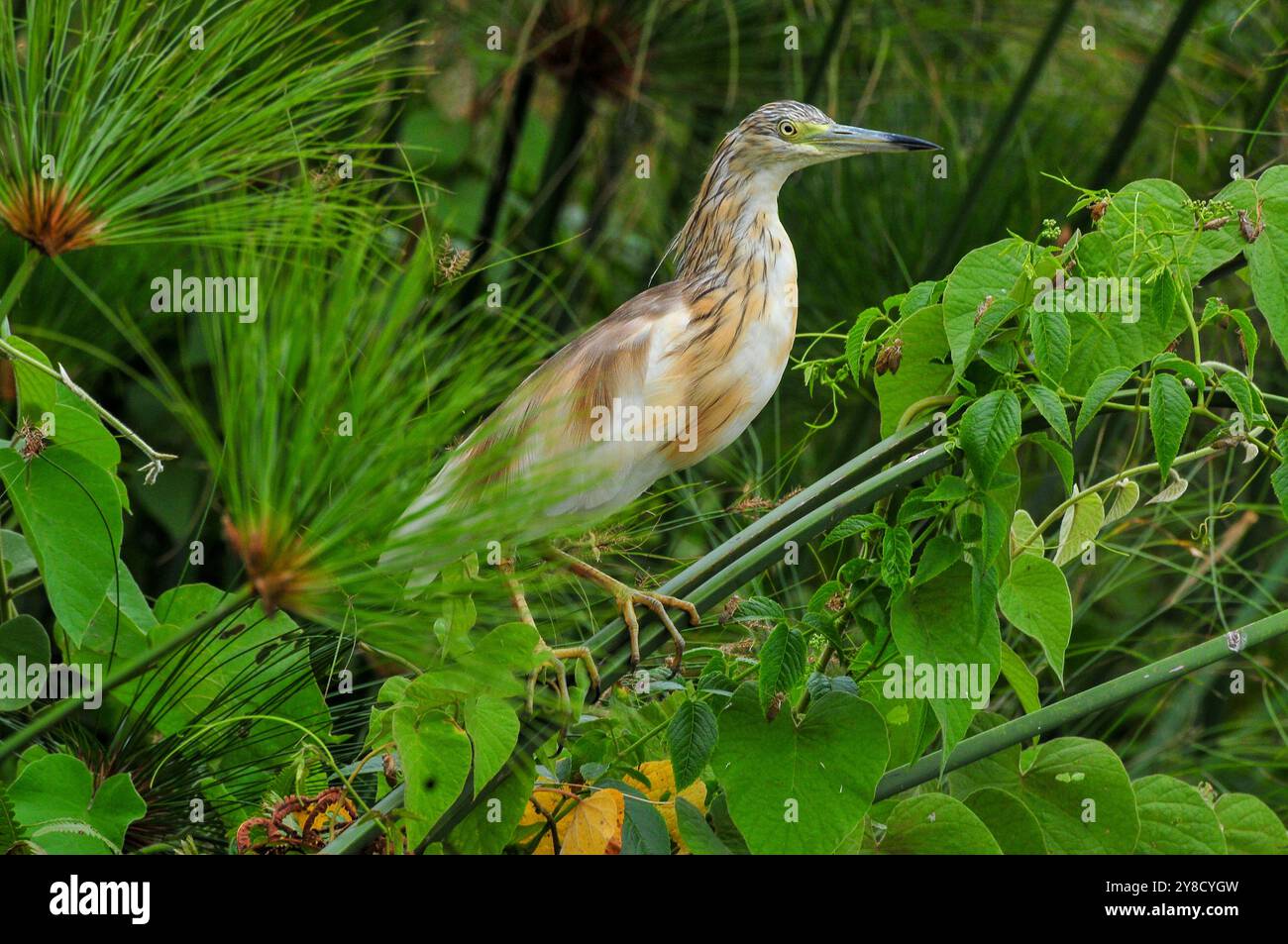 SQUACOO HERON (Ardeola ralloides), Lake Victoria Stockfoto