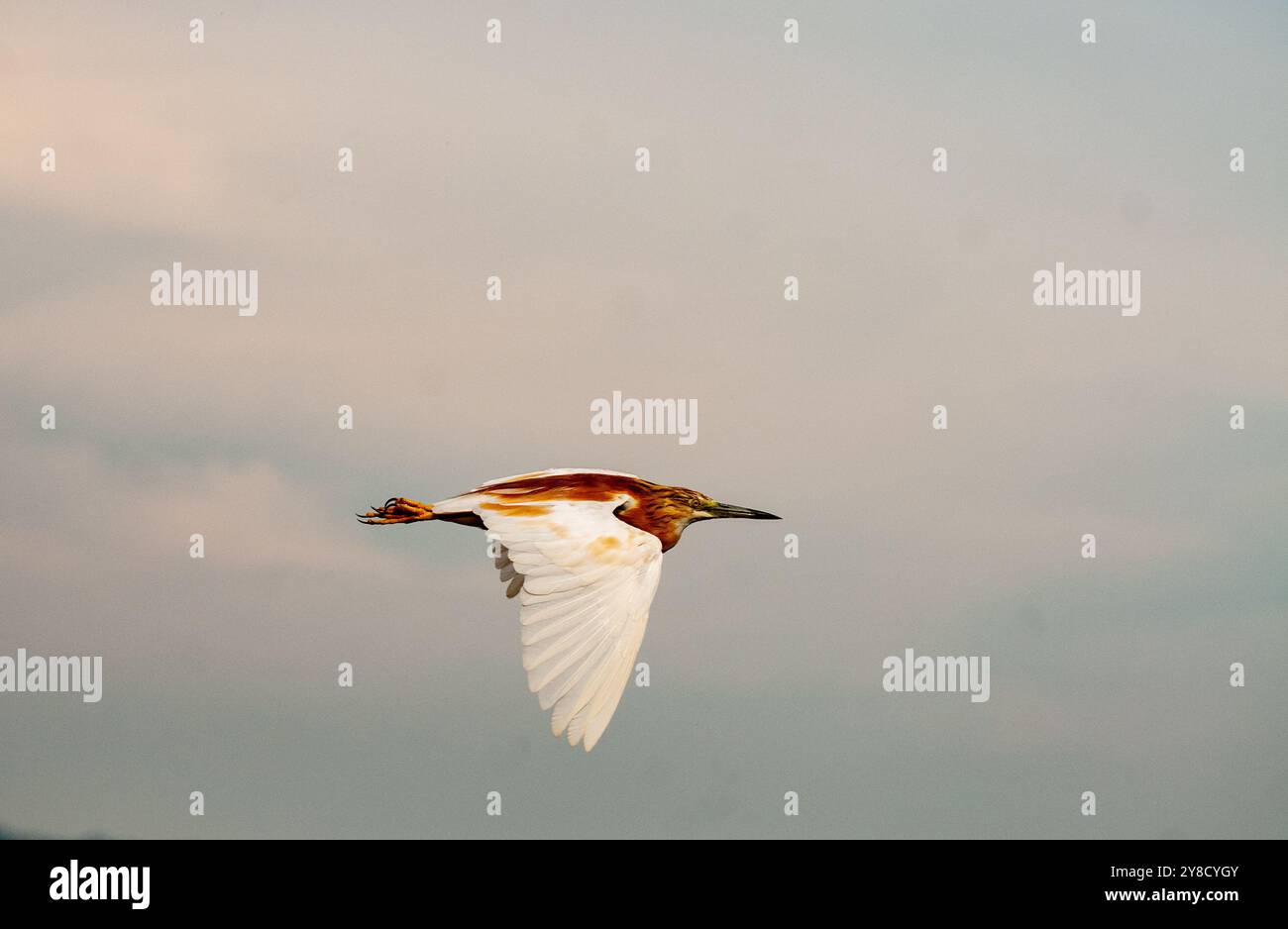 SQUACOO HERON (Ardeola ralloides), Lake Victoria Stockfoto
